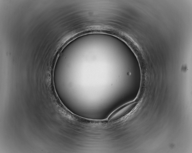 X0000099521025200805291207