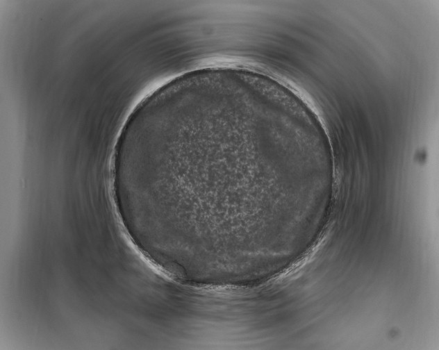 X0000099521045200805291207