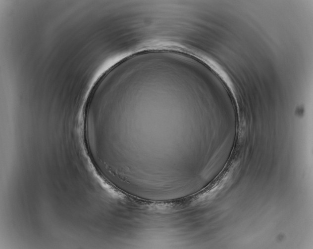 X0000099521053200805291207