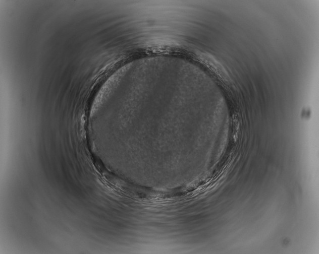 X0000099521060200805291206