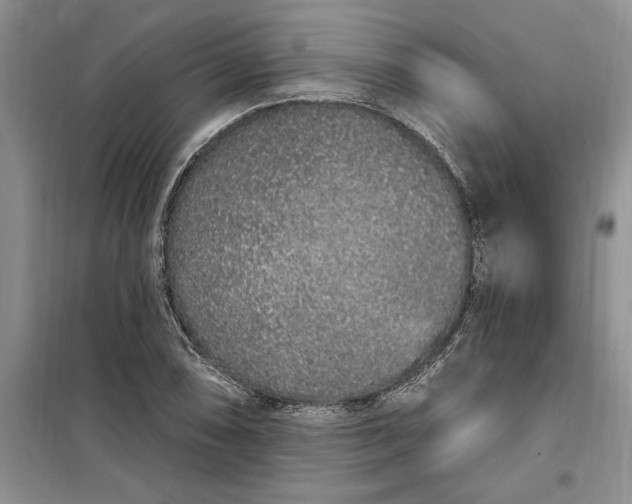 X0000099521074200805291206