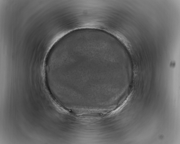 X0000099521077200805291206