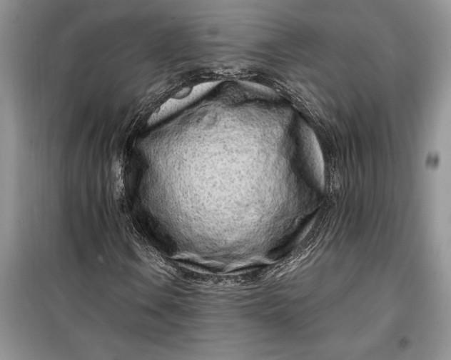 X0000099521106200805291205