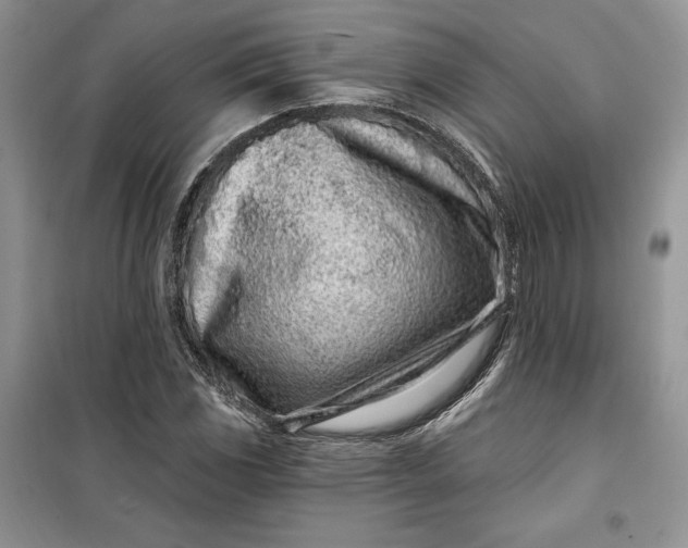 X0000099521117200805291205