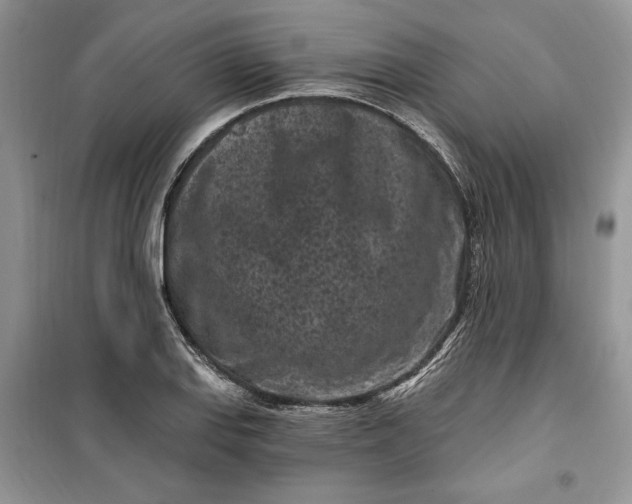 X0000099521127200805291205