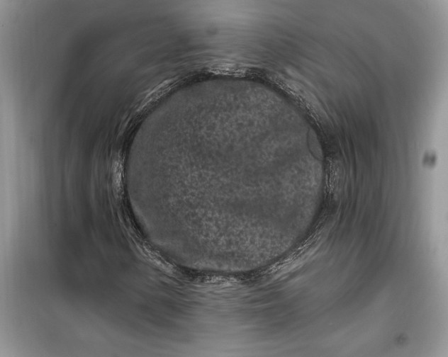 X0000099521154200805291205