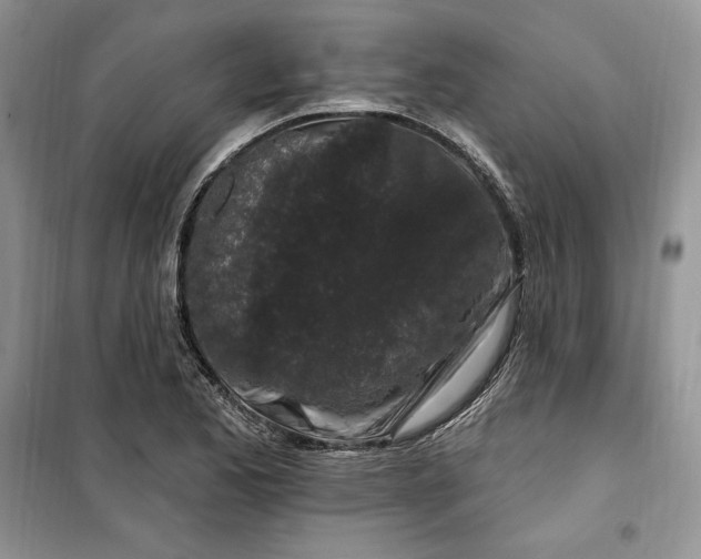 X0000099521173200805291205