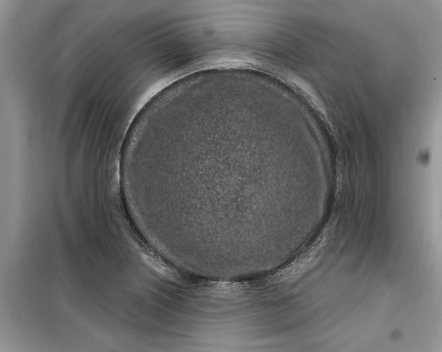 X0000099521226200805291204