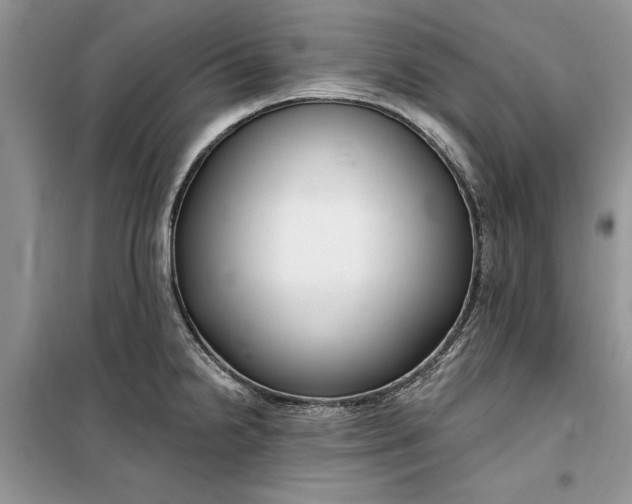 X0000099521238200805291204