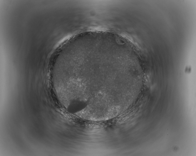 X0000099521254200805291204