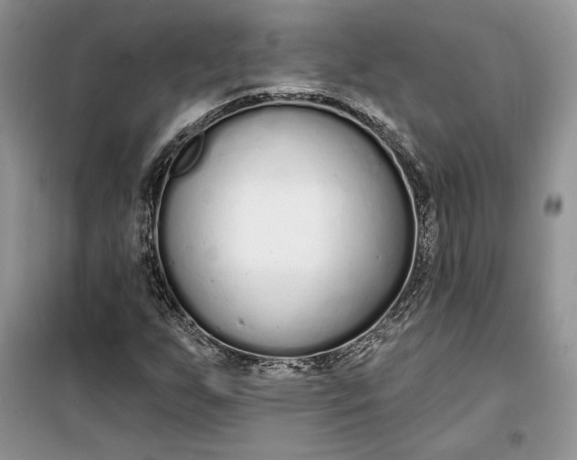 X0000099521255200805291204