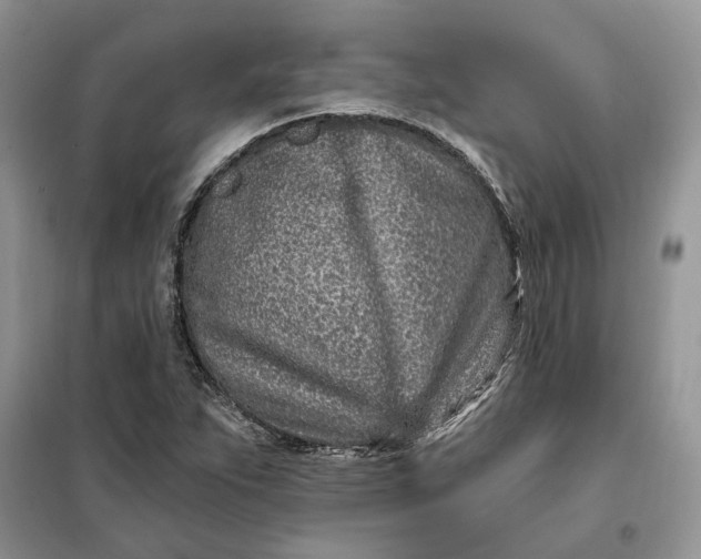 X0000099521263200805291204