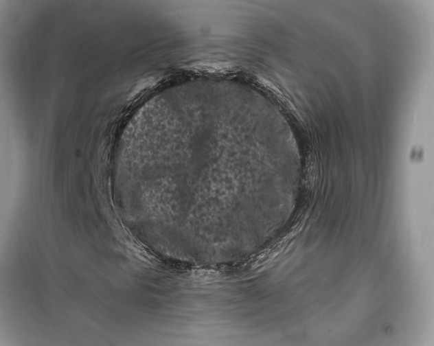 X0000099521297200805291202