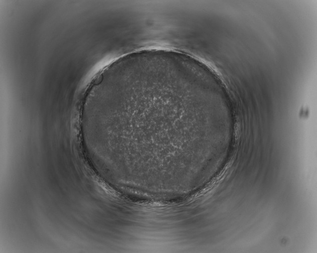 X0000099521359200805291202