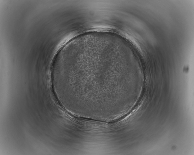 X0000099521362200805291202