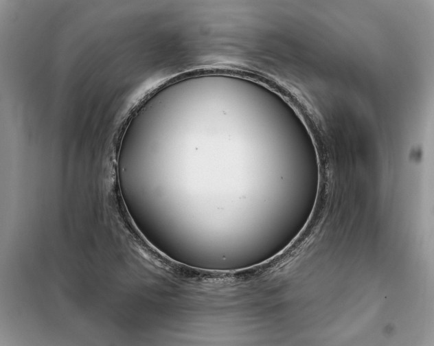 X0000099521363200805291202