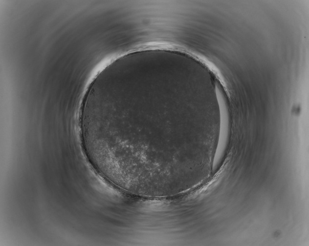 X0000099521373200805291202