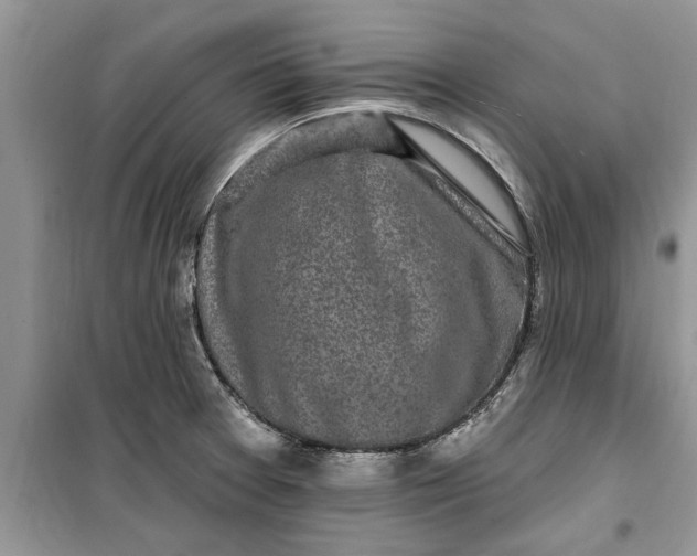 X0000099521377200805291202