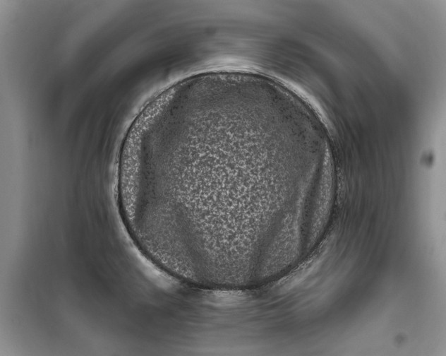 X0000099521383200805291202