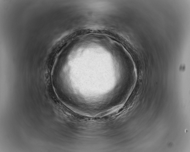 X0000099521398200805291201