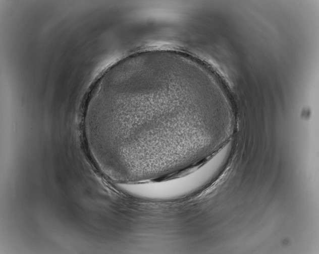 X0000099521405200805291201