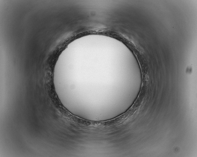 X0000099521447200805291201