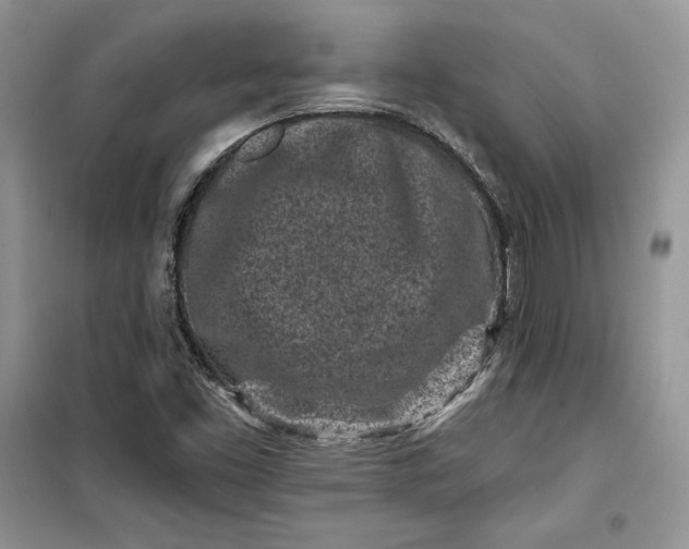 X0000099521453200805291201