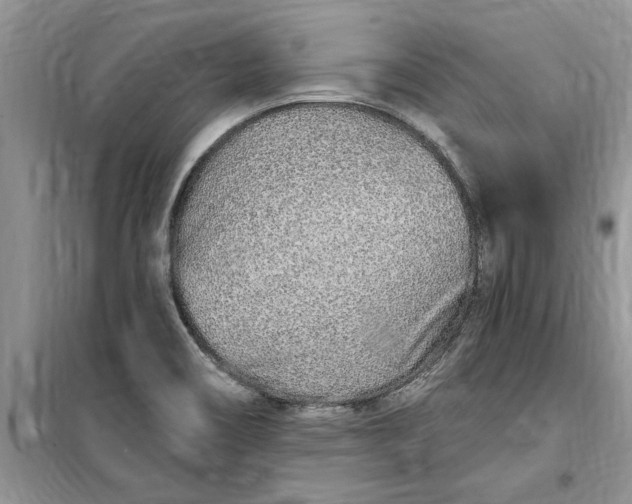 X0000099521466200805291201