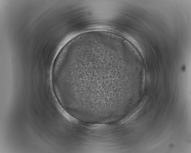 X0000099521482200805291200