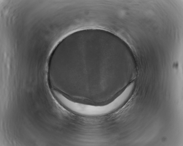 X0000099521508200805291200