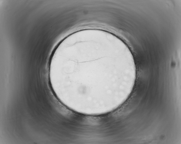 X0000099521514200805291200