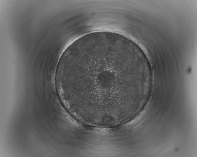 X0000099521529200805291200