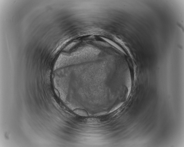 X0000099520154200806051219