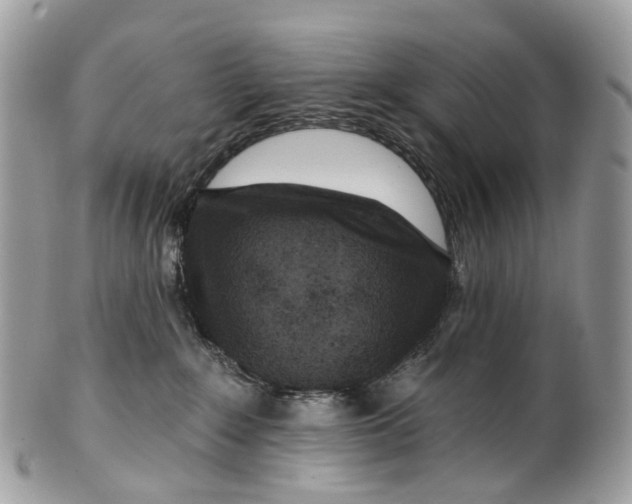 X0000099520235200806051218