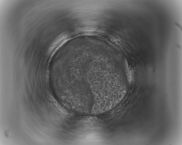 X0000099520243200806051218