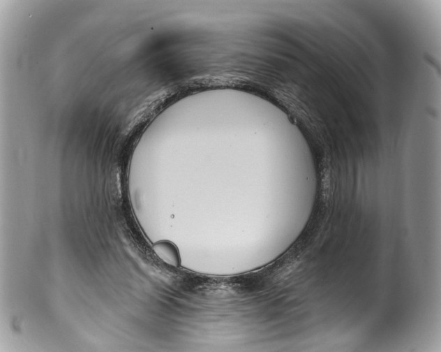 X0000099520254200806051218