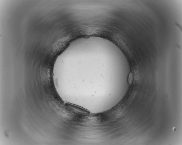 X0000099520260200806051218