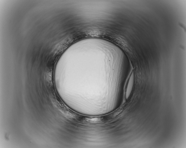 X0000099520365200806051217