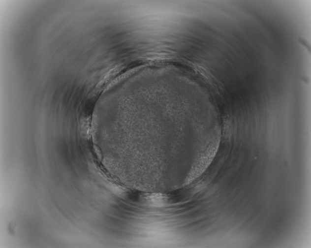 X0000099520383200806051217