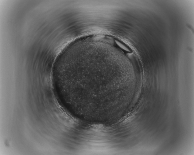 X0000099520391200806051216