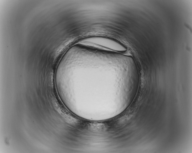 X0000099520446200806051215