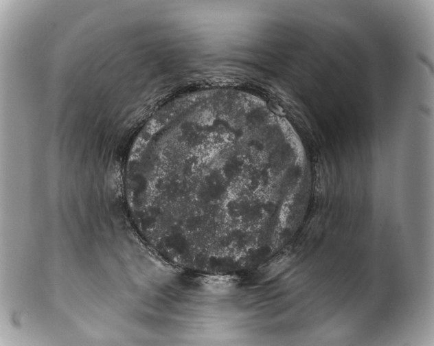 X0000099520465200806051215