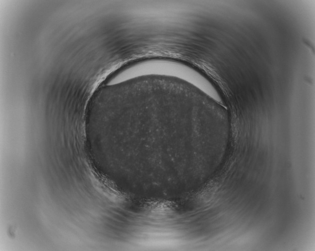 X0000099520488200806051215