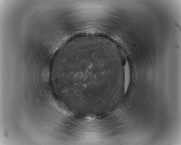 X0000099520496200806051214