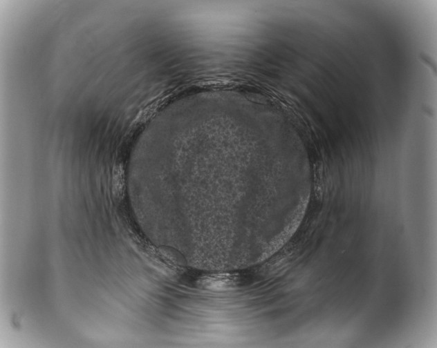 X0000099520563200806051214