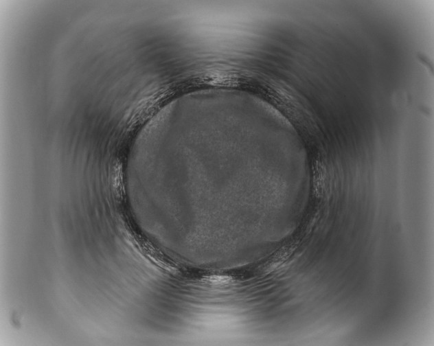 X0000099520748200806051211