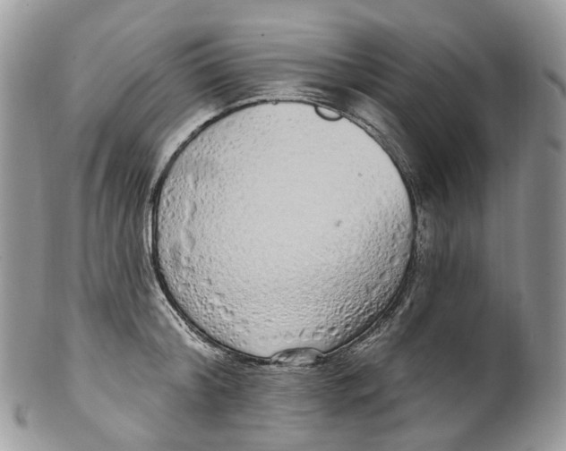 X0000099520804200806051209