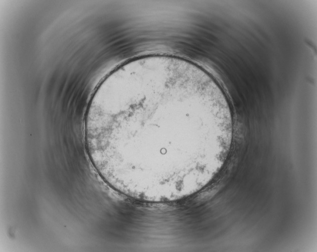 X0000099520807200806051209