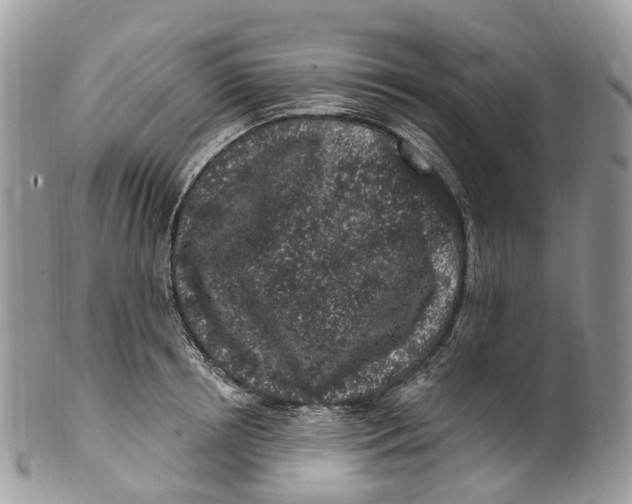 X0000099520850200806051209