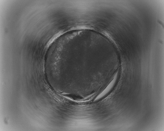 X0000099521173200806051204